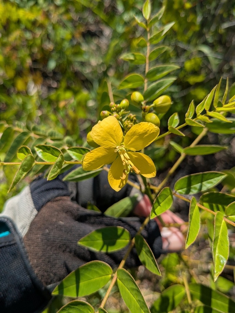 Privet Senna photo 2