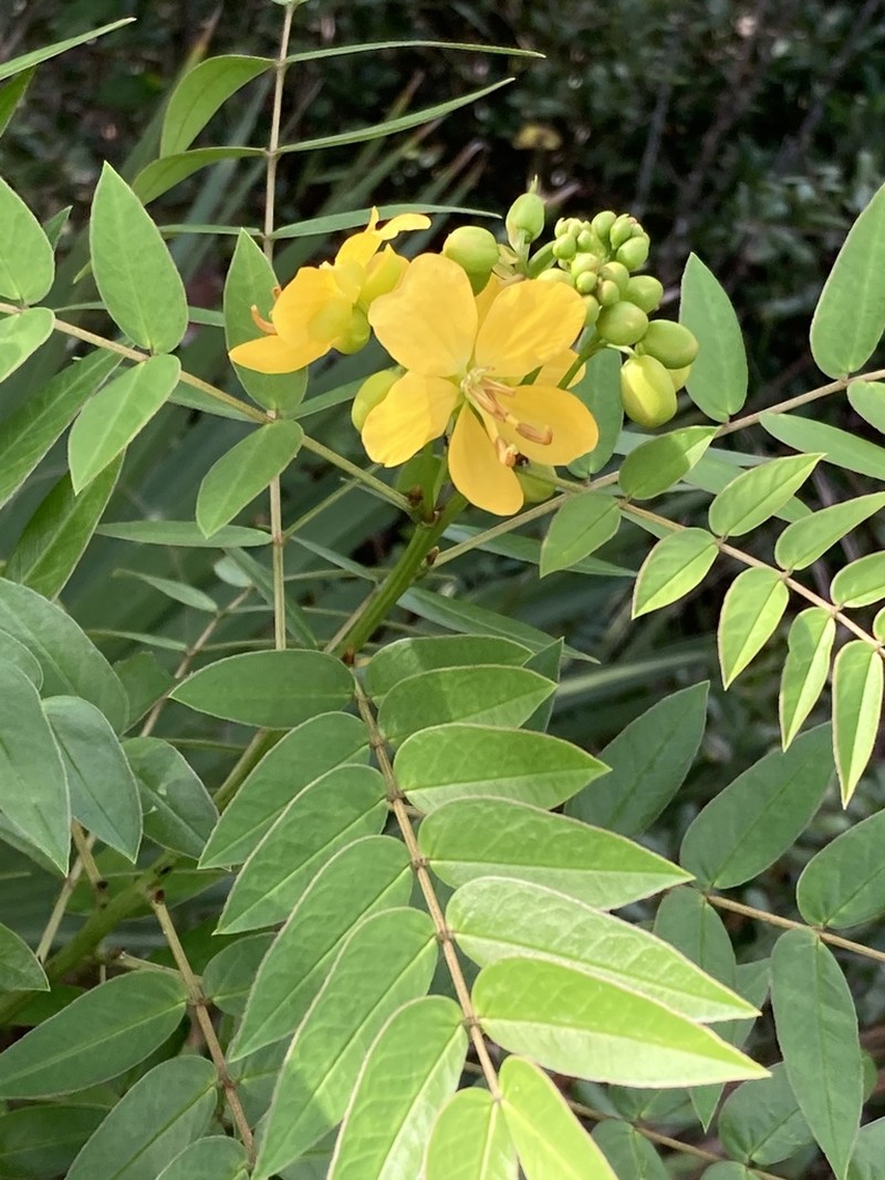 Privet Senna photo 3