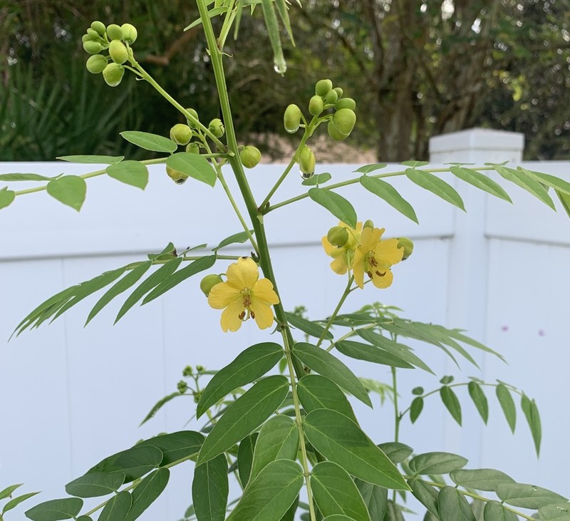 Privet Senna photo 4