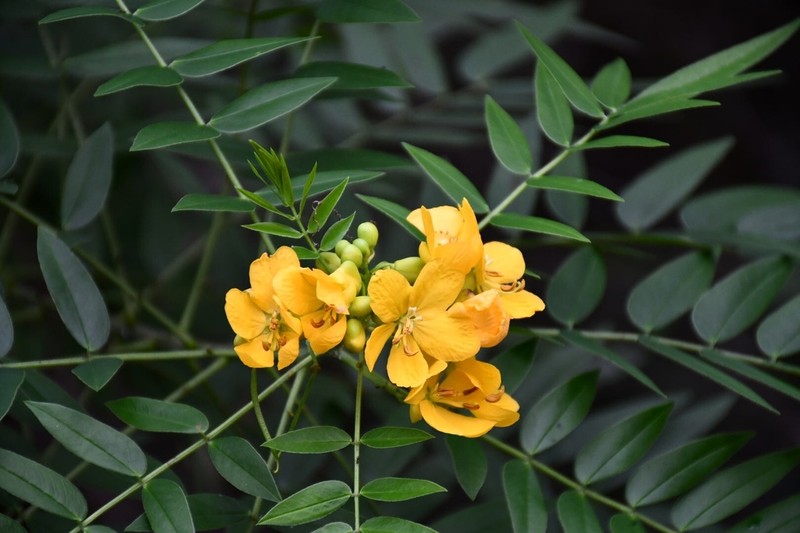 Privet Senna photo 5