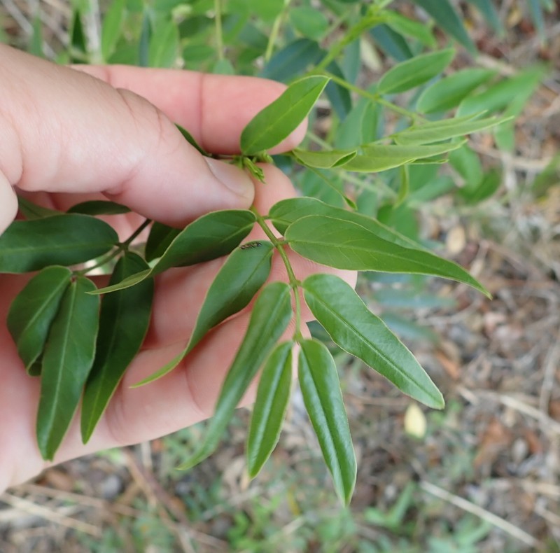 Privet Senna photo 6
