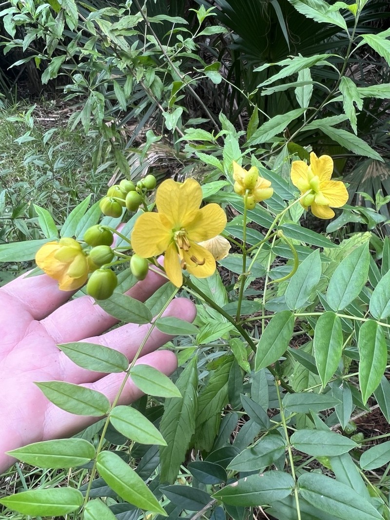 Privet Senna photo 7