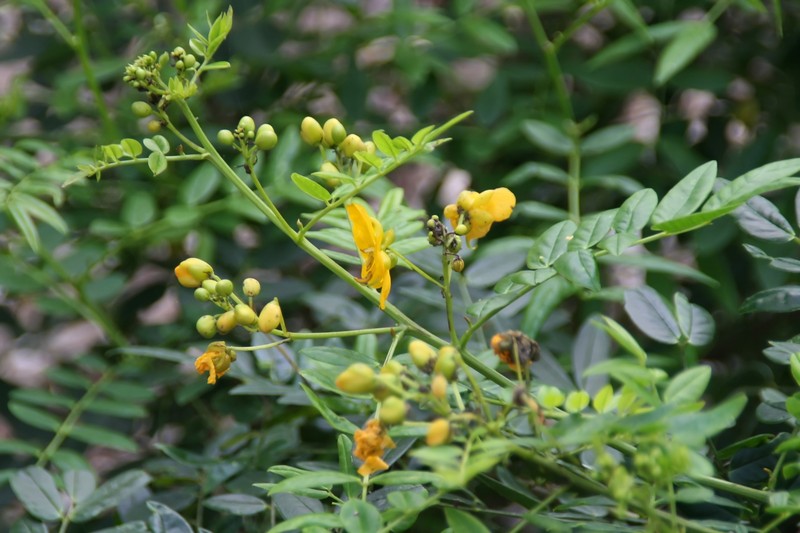 Privet Senna photo 2