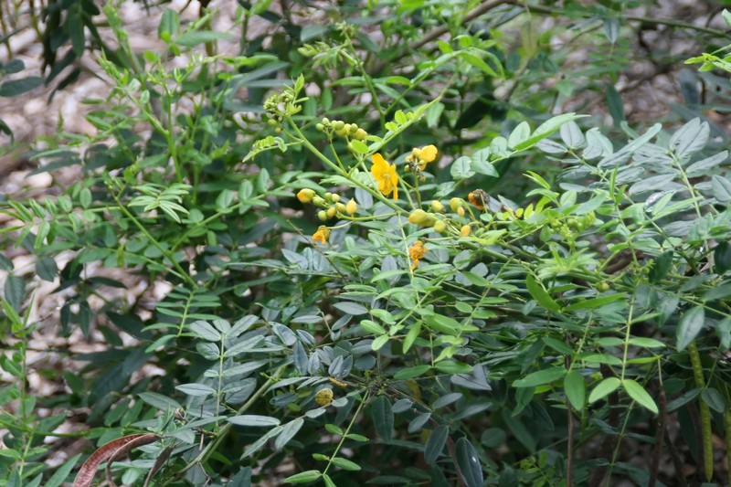 Privet Senna photo 3