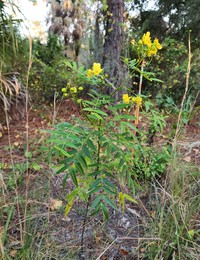 Privet Senna