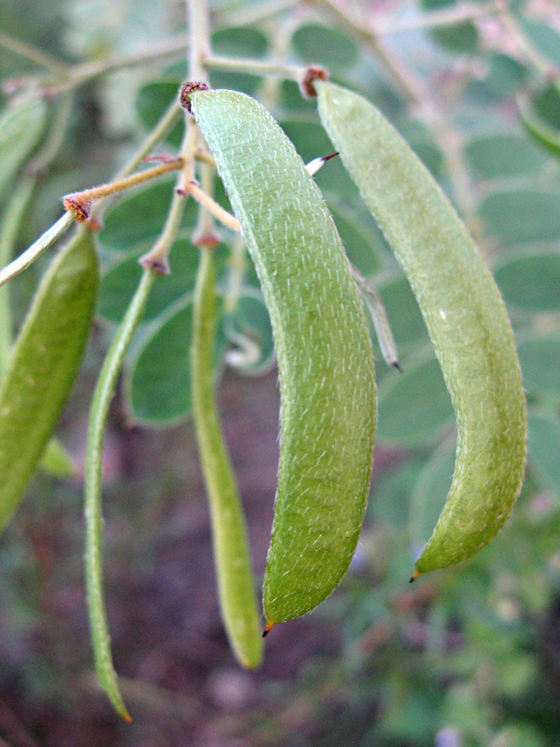 Velvet Leaf Senna photo 3