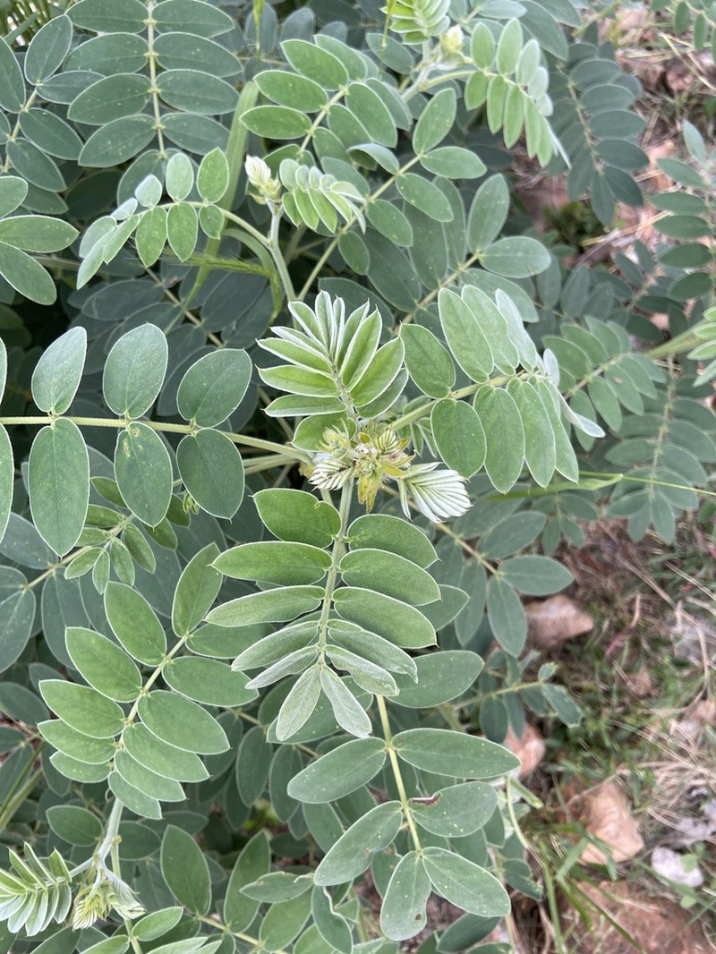 Velvet Leaf Senna photo 4