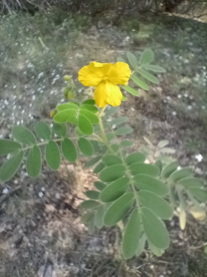 Velvet Leaf Senna photo 5