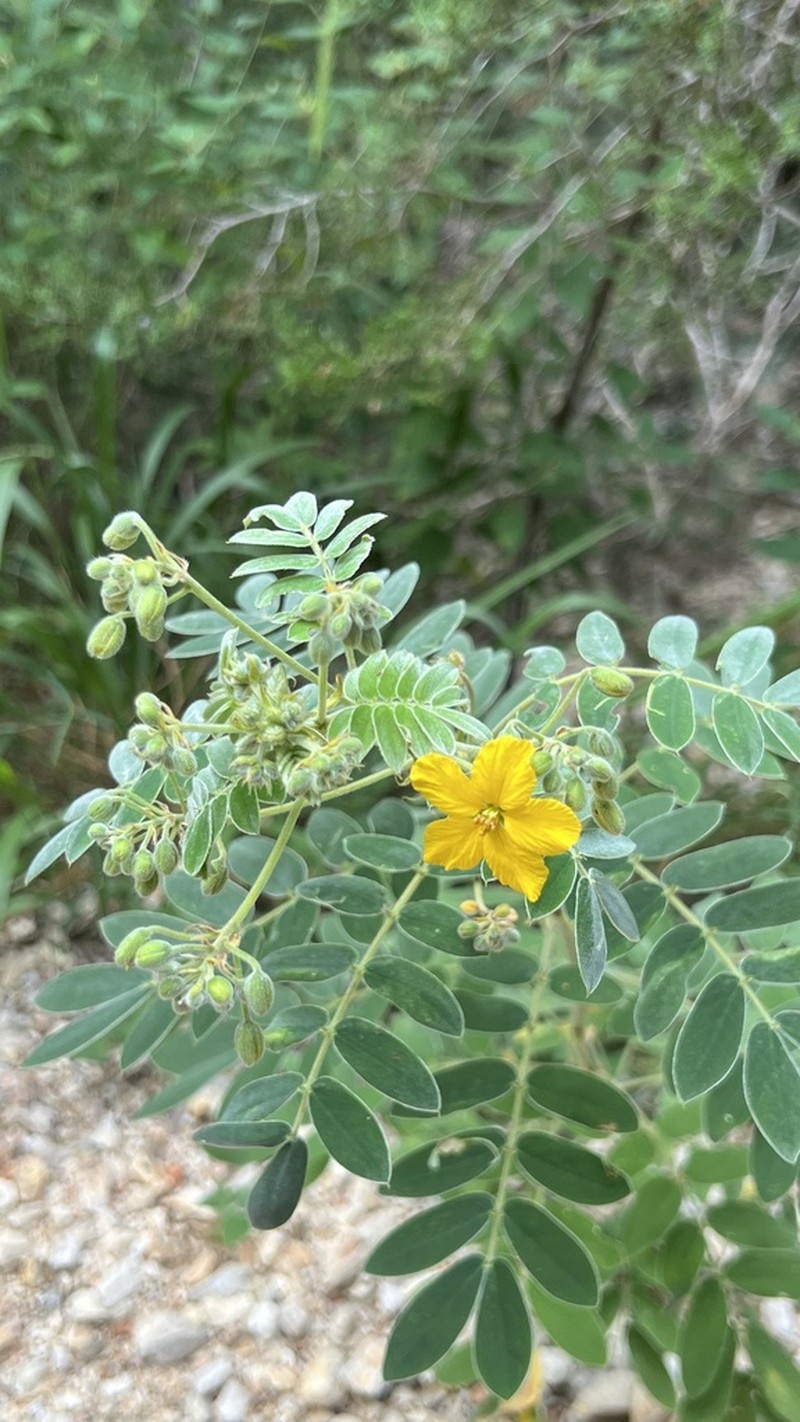 Velvet Leaf Senna photo 7