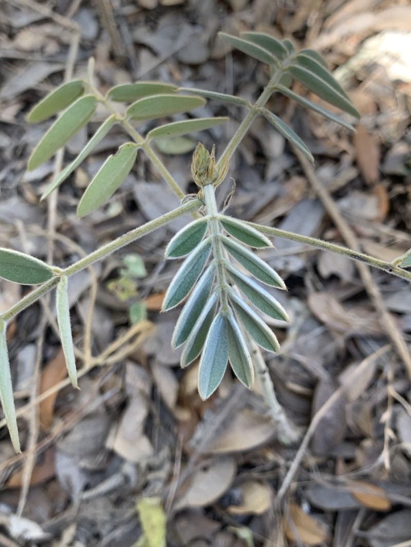 Velvet Leaf Senna photo 8