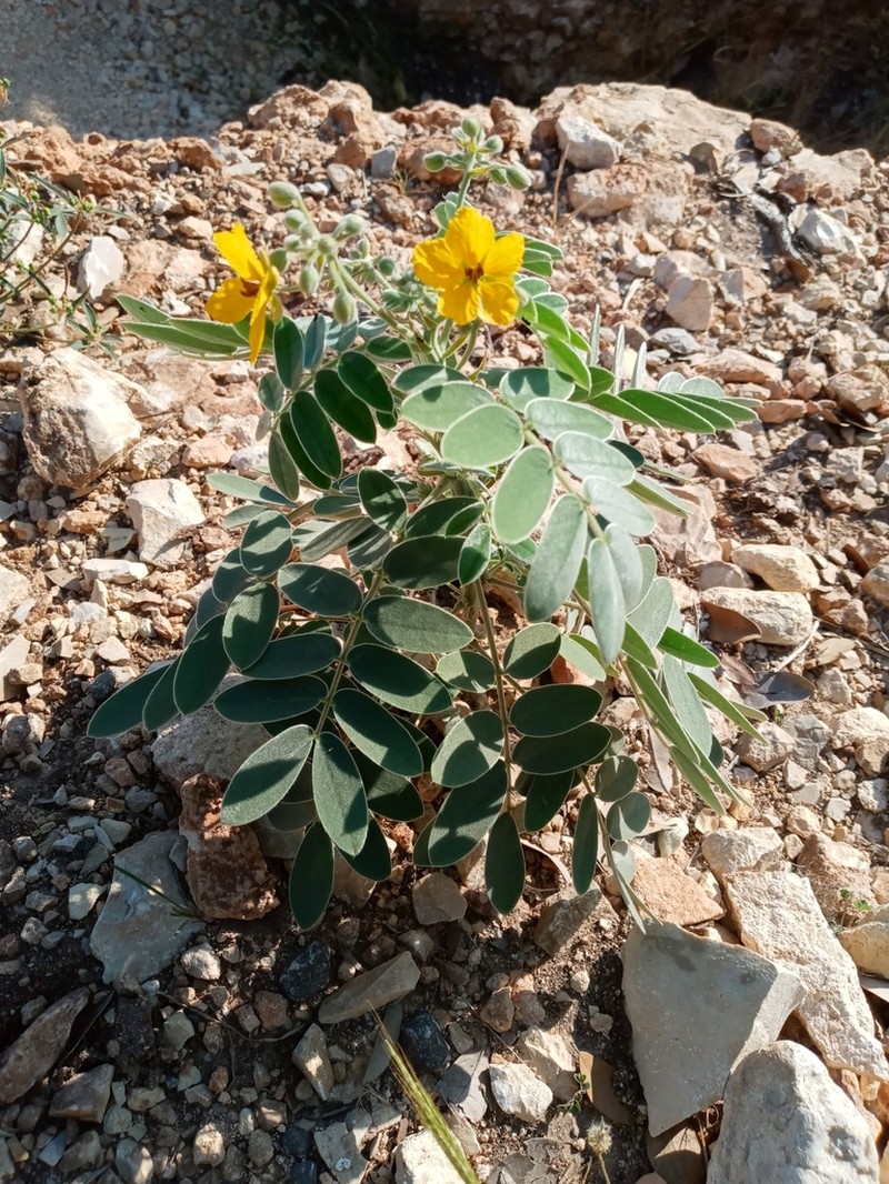 Velvet Leaf Senna photo 9