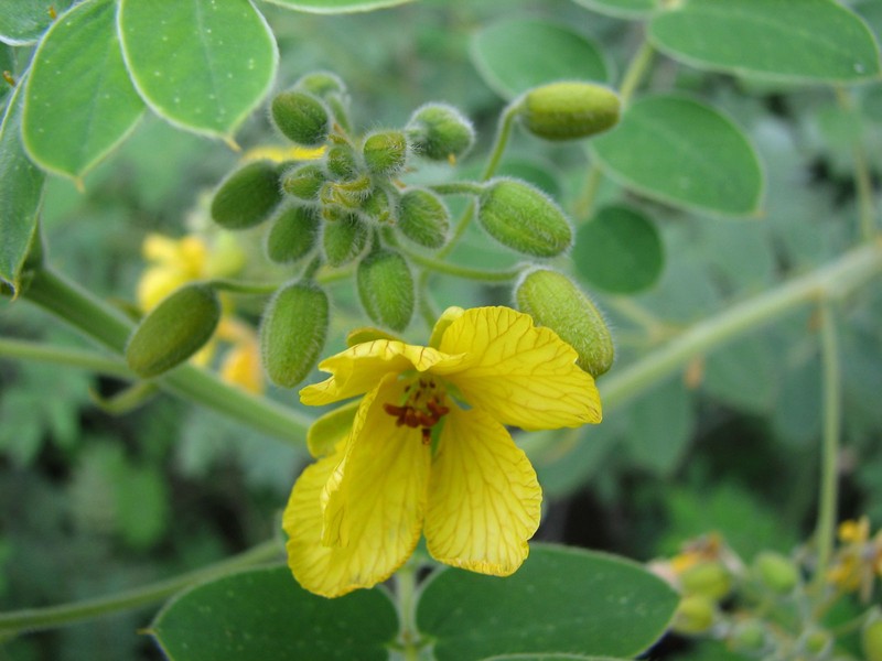Velvet Leaf Senna