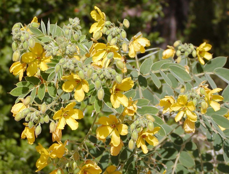 Velvet Leaf Senna photo 2