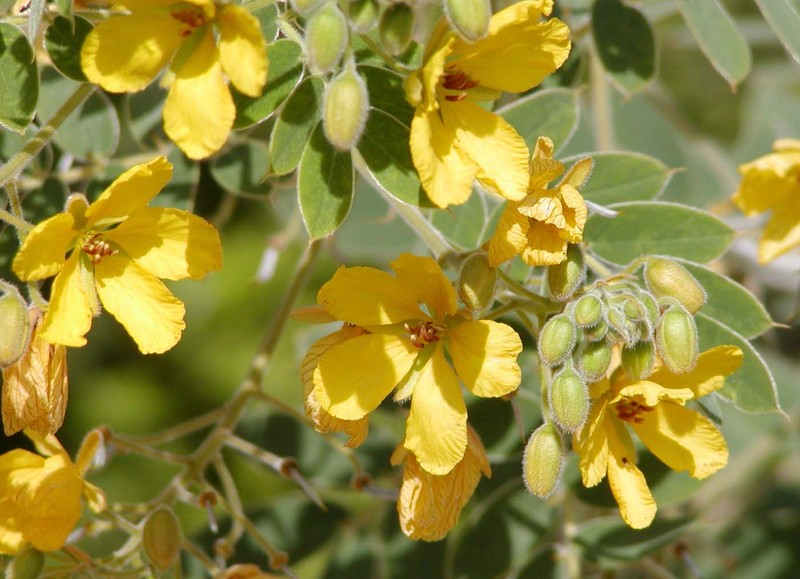Velvet Leaf Senna photo 3