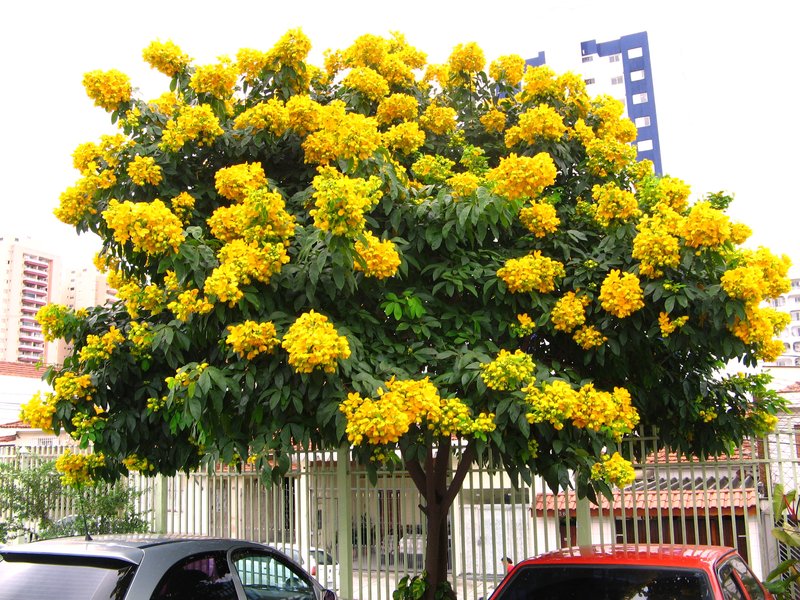 Senna macranthera