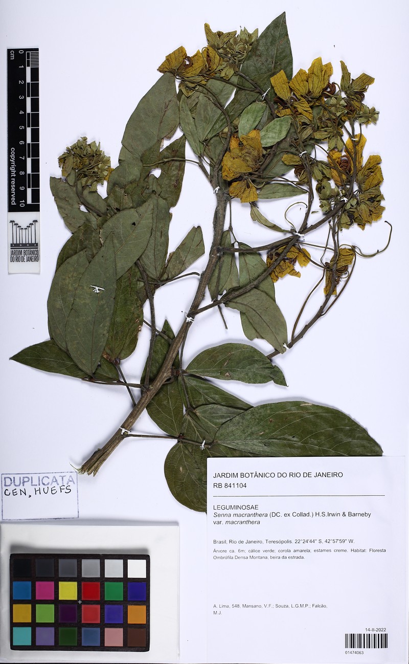 Senna macranthera var. macranthera