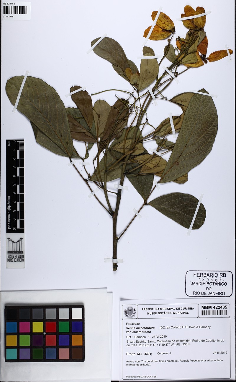 Senna macranthera var. macranthera photo 2