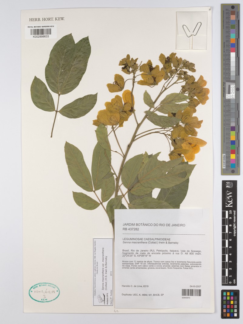 Senna macranthera var. macranthera photo 3