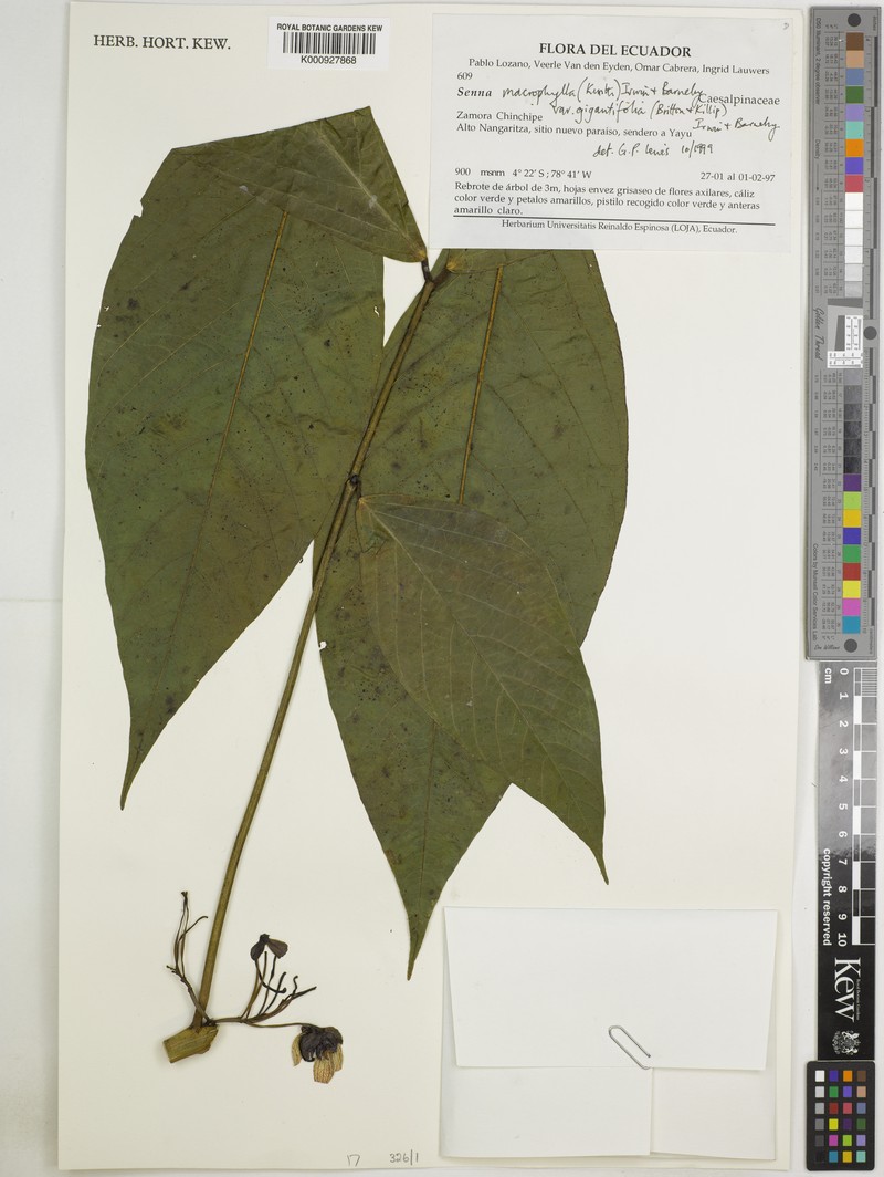 Senna macrophylla var. macrophylla