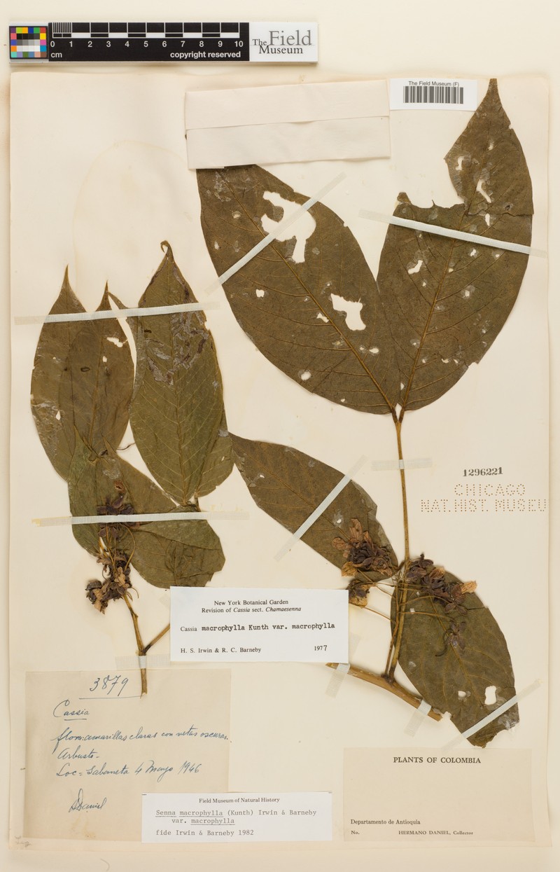 Senna macrophylla var. macrophylla photo 4