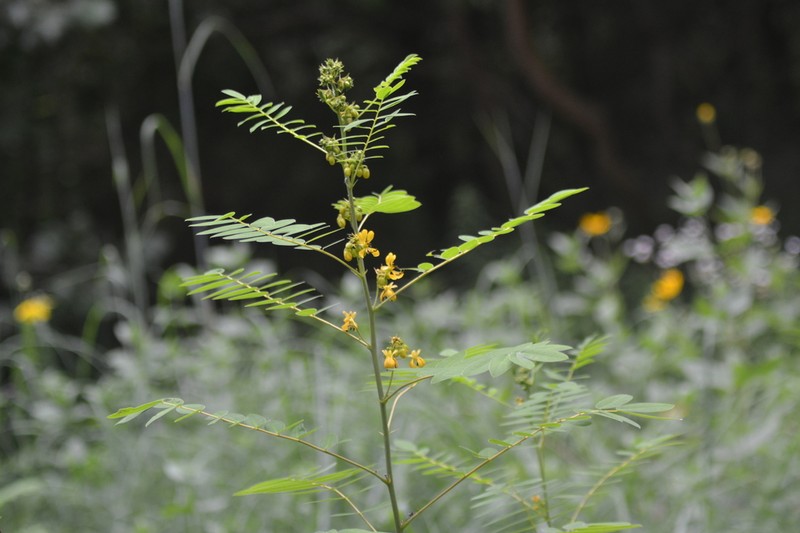 Maryland Senna photo 4