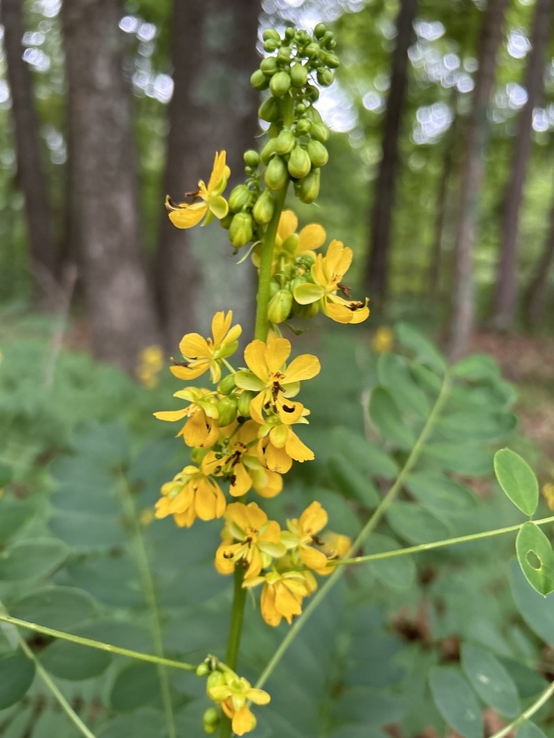Maryland Senna photo 6
