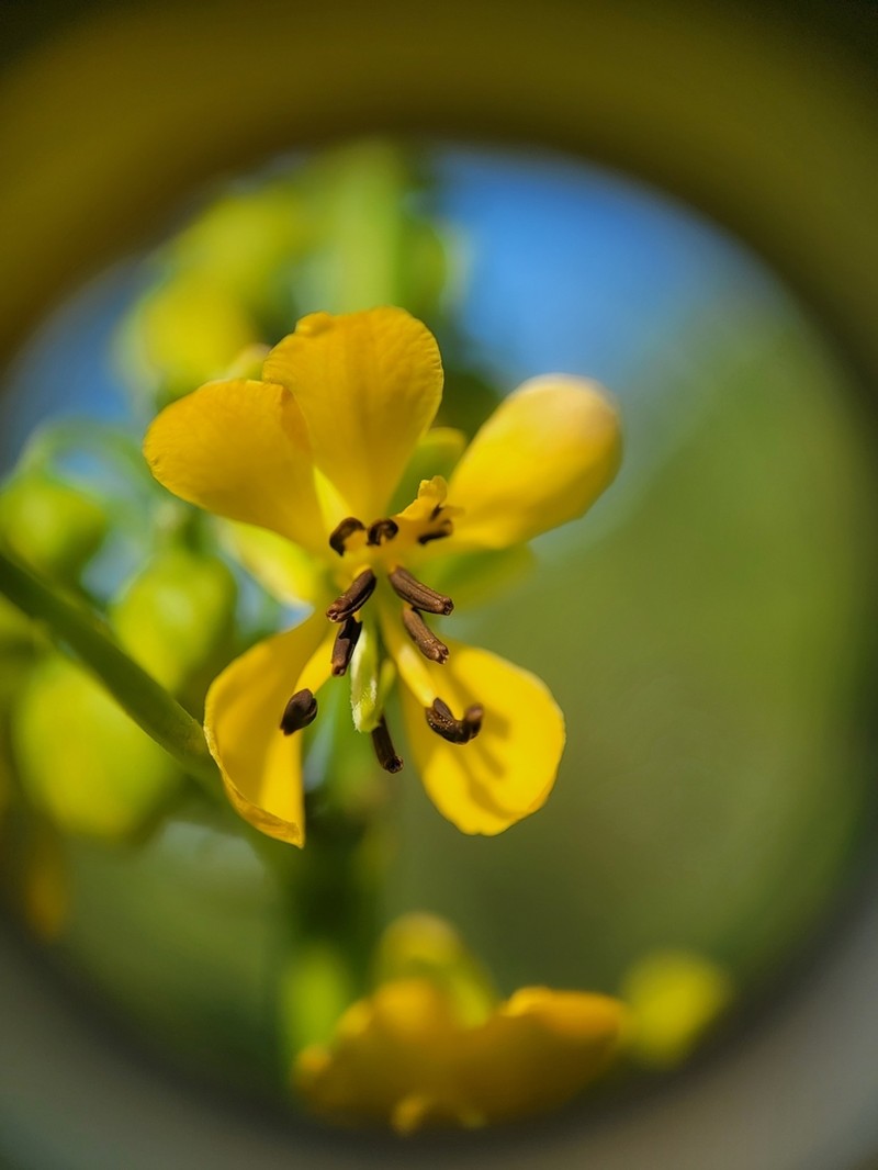 Maryland Senna photo 7