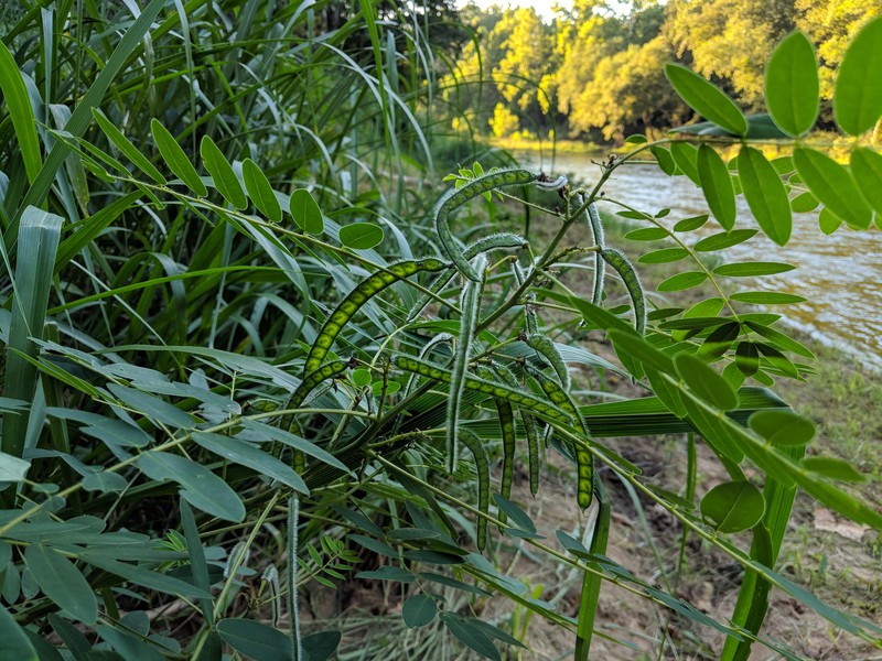 Maryland Senna photo 5