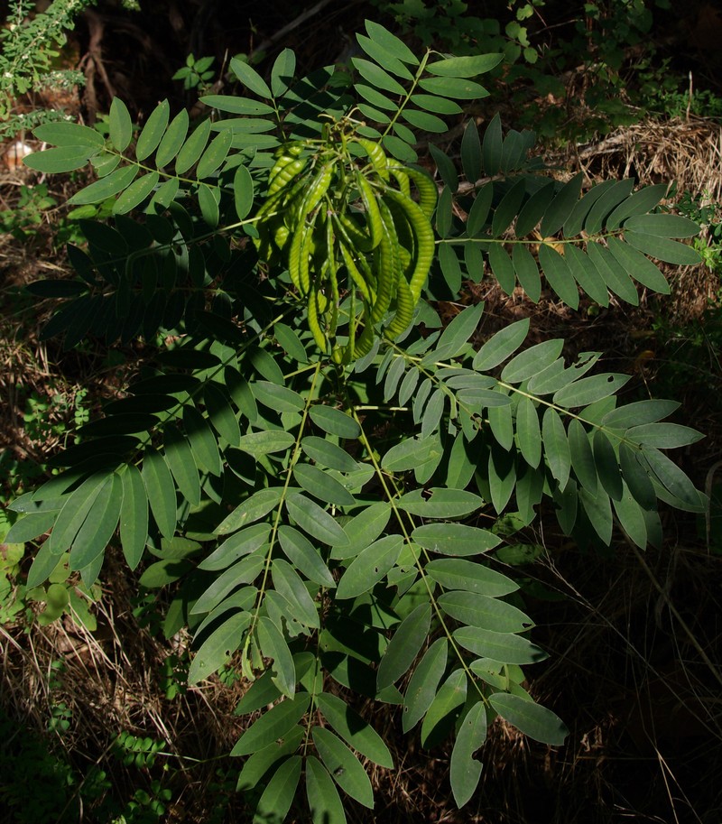 Maryland Senna photo 6
