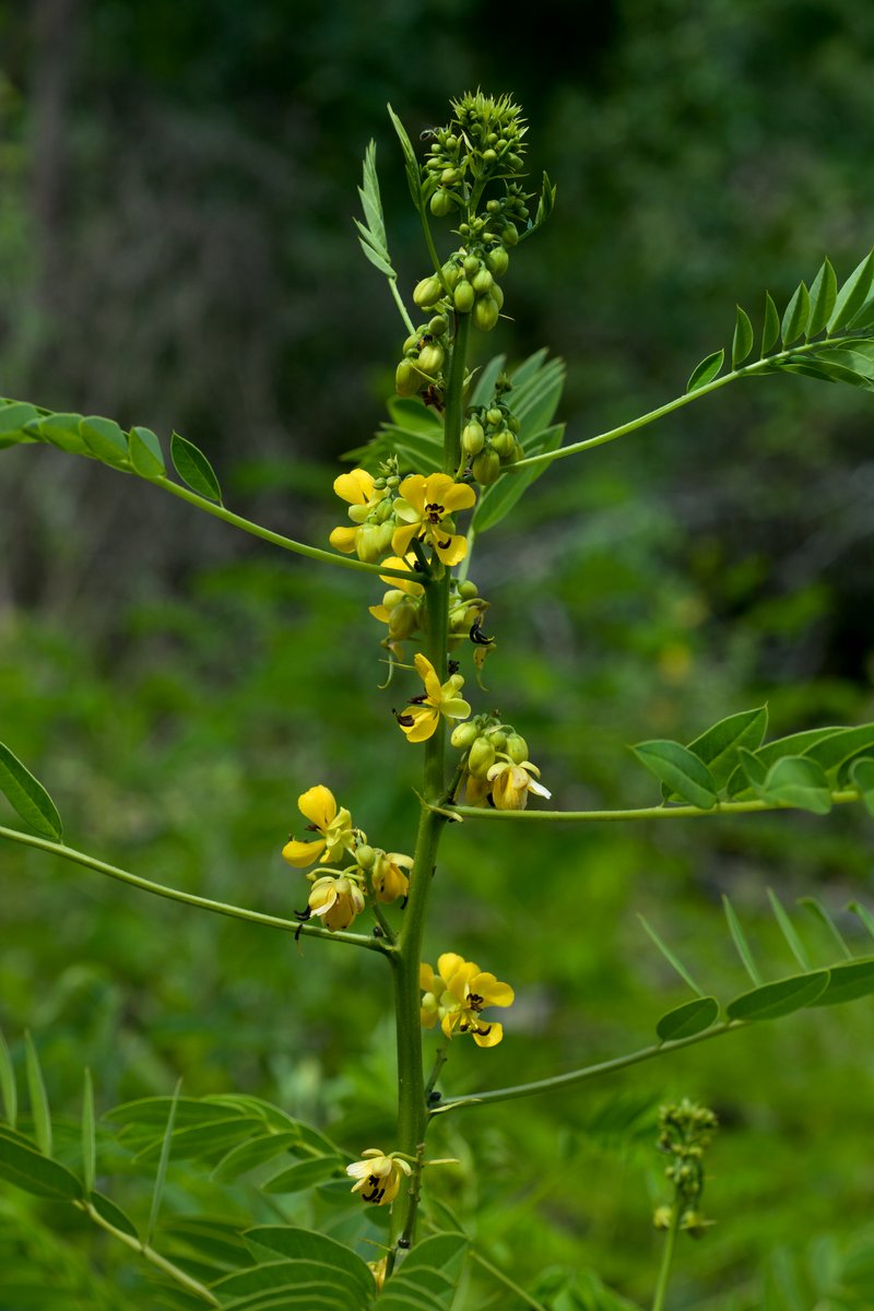 Maryland Senna