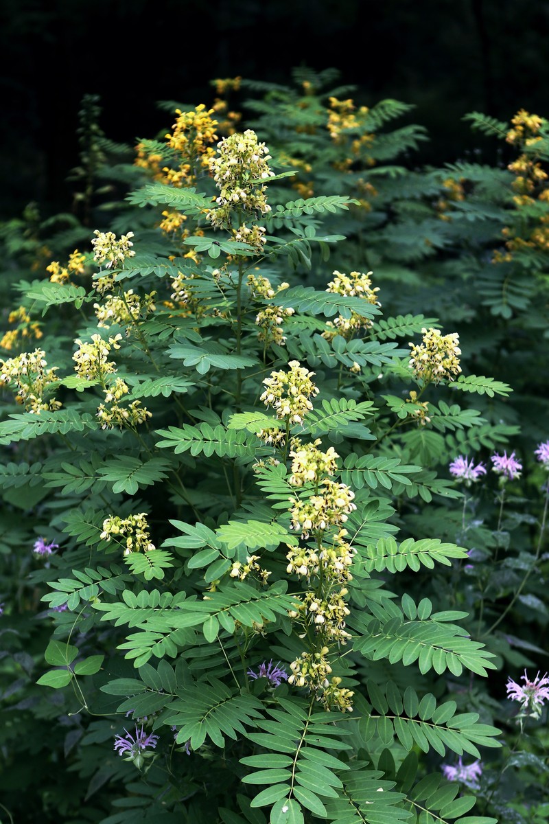 Maryland Senna photo 2