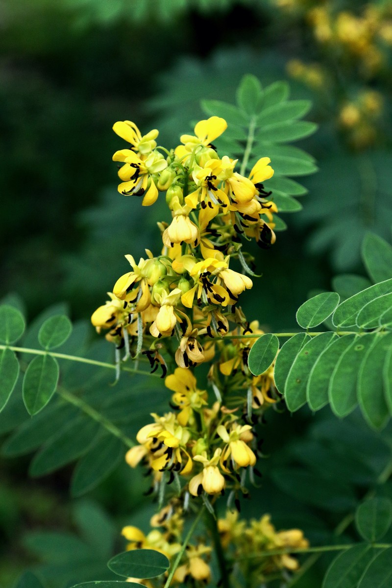 Maryland Senna photo 3