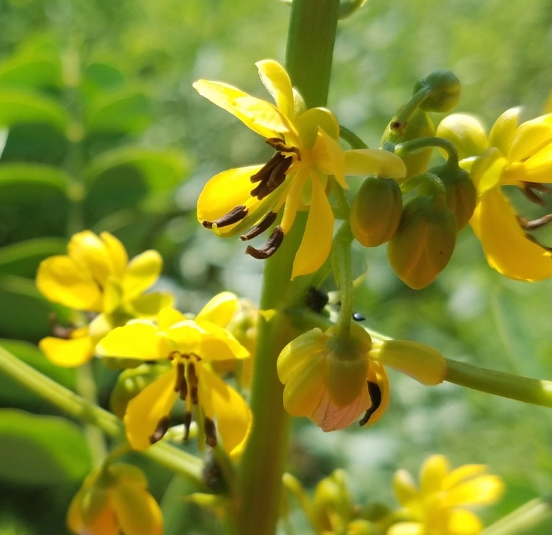 Maryland Senna photo 4