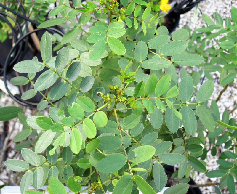 Mexican Senna