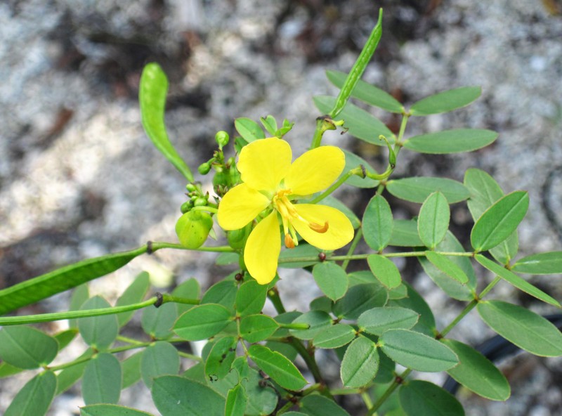 Mexican Senna photo 2
