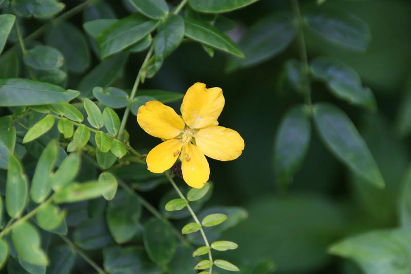Mexican Senna photo 3
