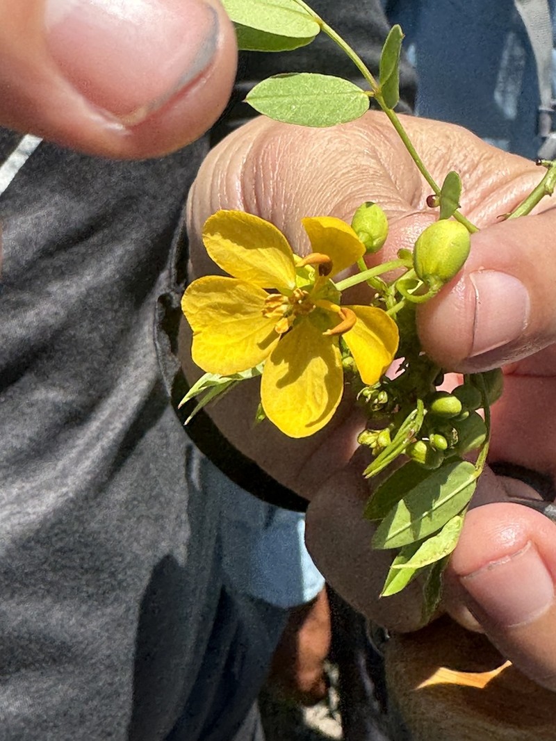 Mexican Senna