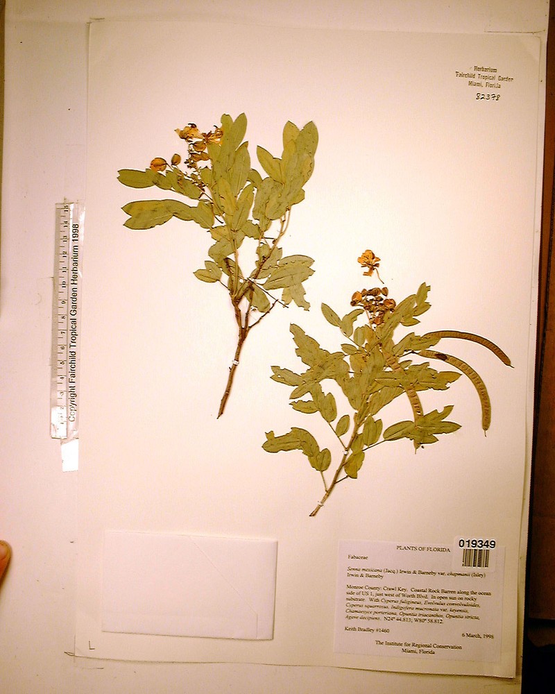 Mexican Senna photo 4