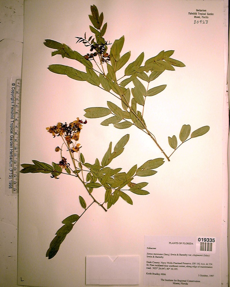 Mexican Senna photo 7