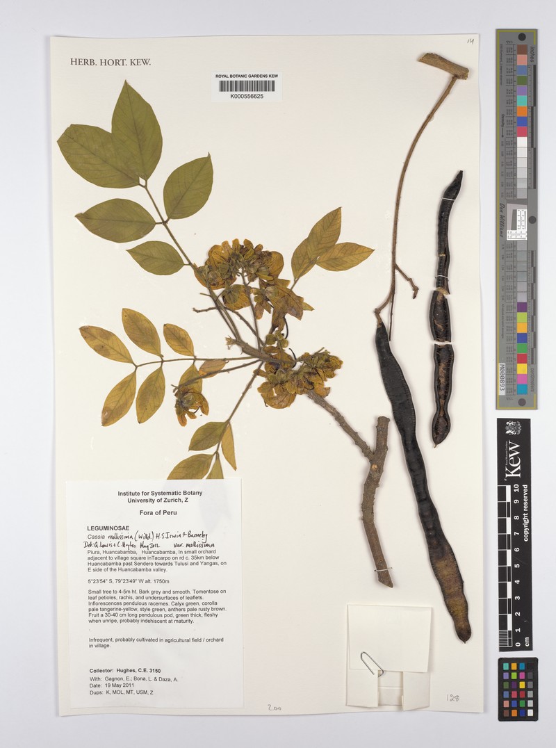 Senna mollissima var. mollissima photo 2
