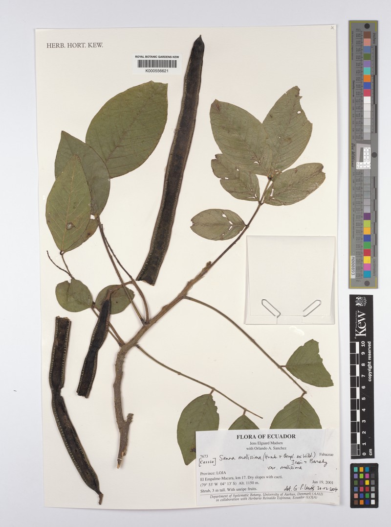 Senna mollissima var. mollissima photo 3