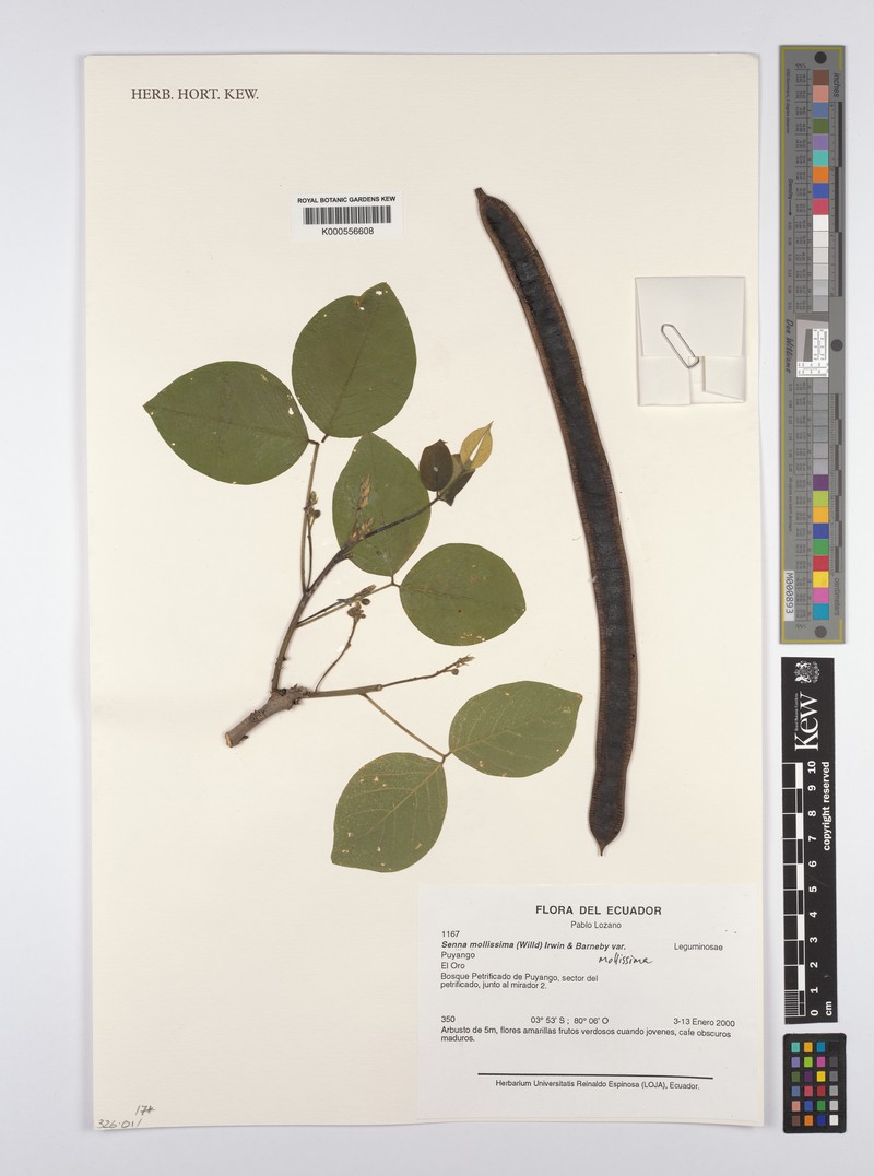 Senna mollissima var. mollissima photo 4