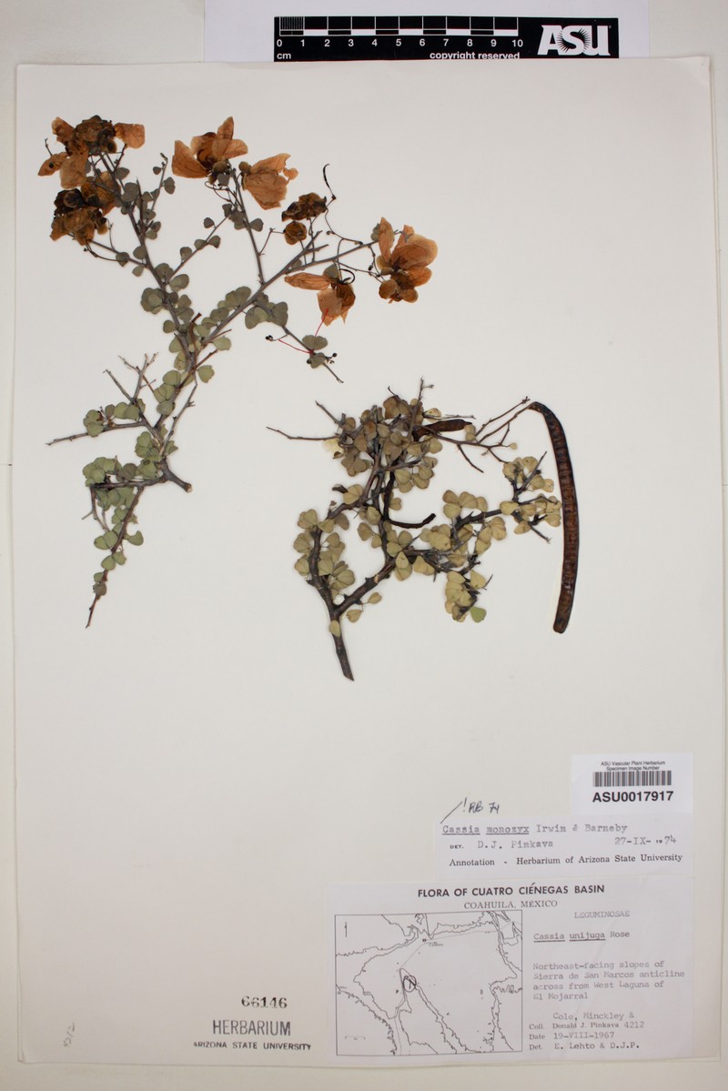 Andean Senna