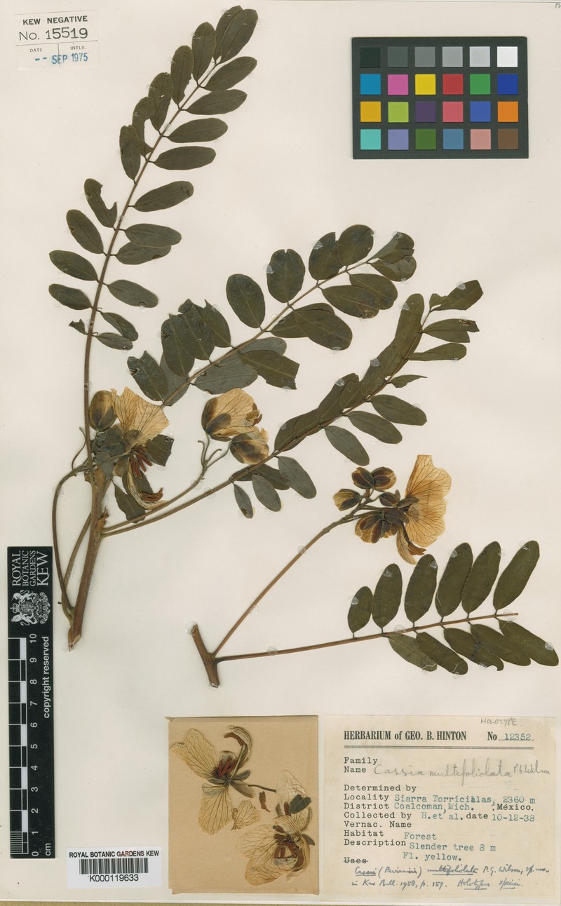 Senna multifoliolata var. multifoliolata