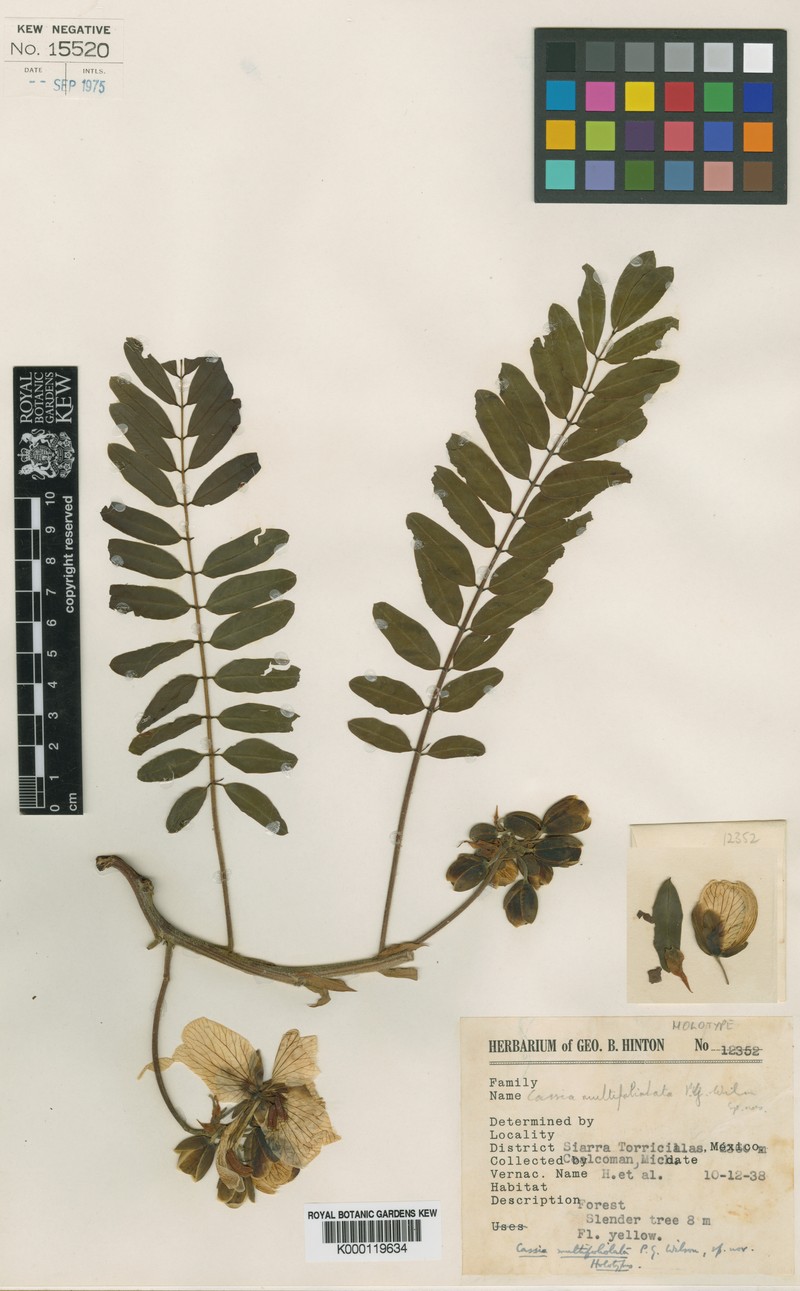 Senna multifoliolata var. multifoliolata photo 2