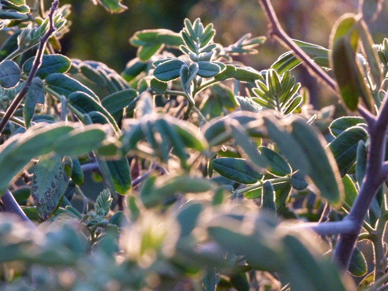 Glandular Senna photo 2