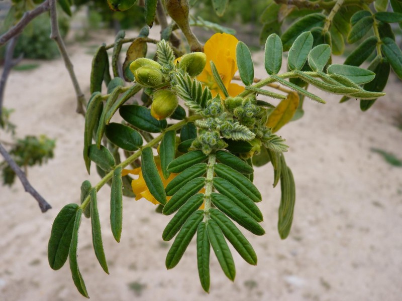 Glandular Senna photo 3