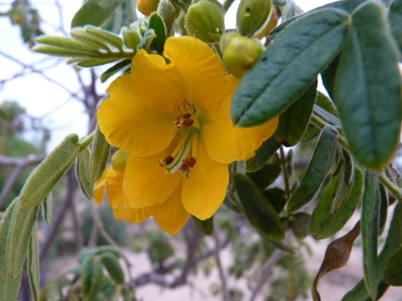 Glandular Senna photo 4
