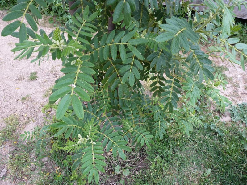 Glandular Senna photo 5