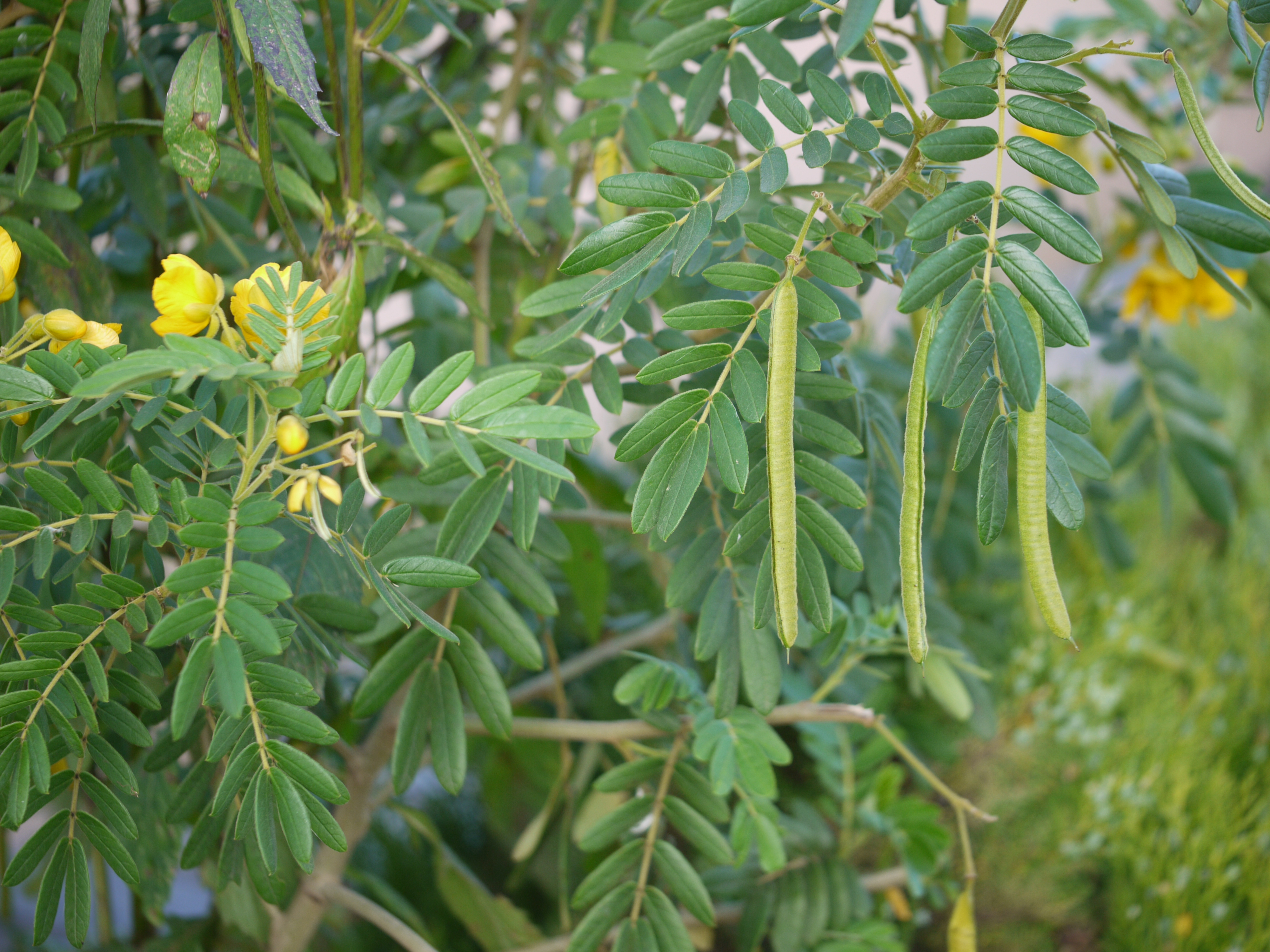 Glandular Senna photo 8